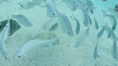 Beautiful-slow-motion-of-white-tropical-fishes-underwater-shot,-french-polynesia